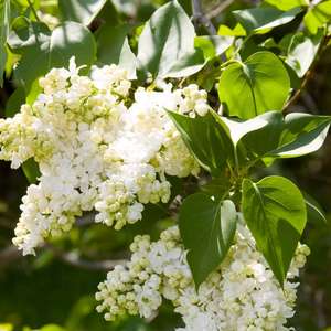 Madame Lemoine Bare Root Lilac Bush