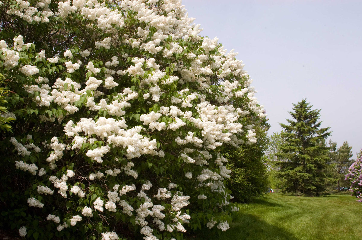 Mount Baker Bare Root Lilac Bush
