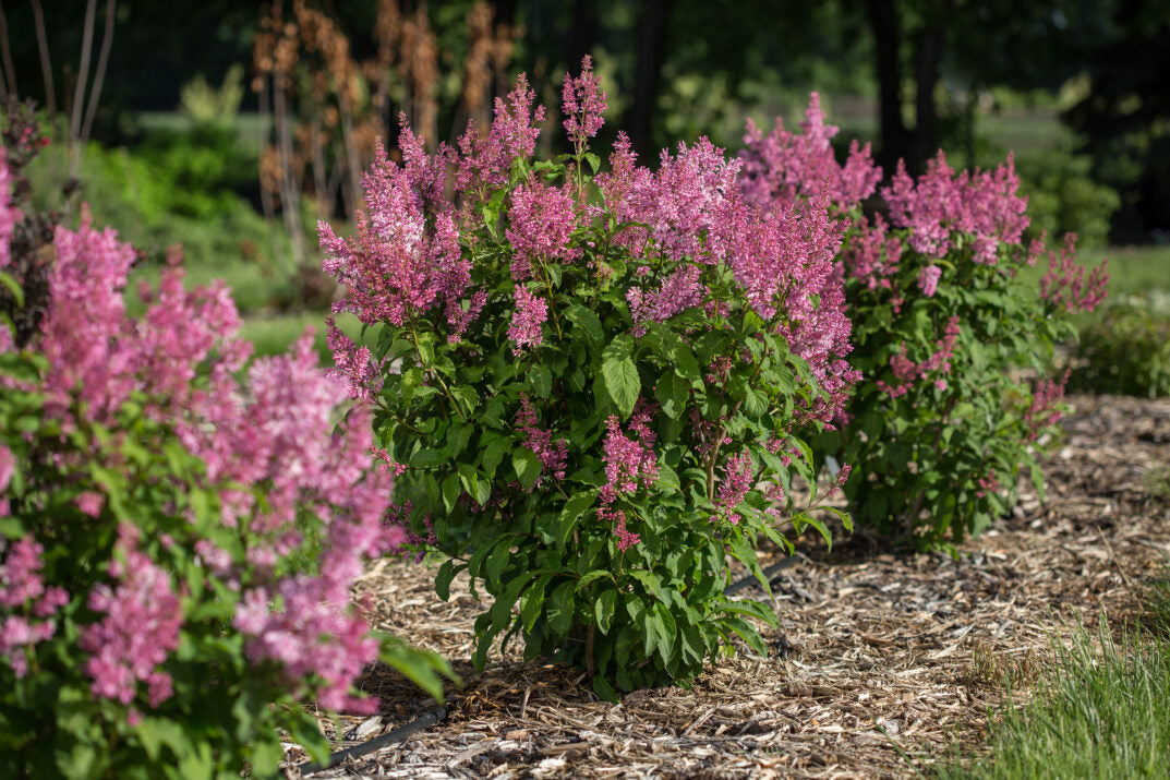 First Editions® Pinktini™ Bare Root Lilac Bush
