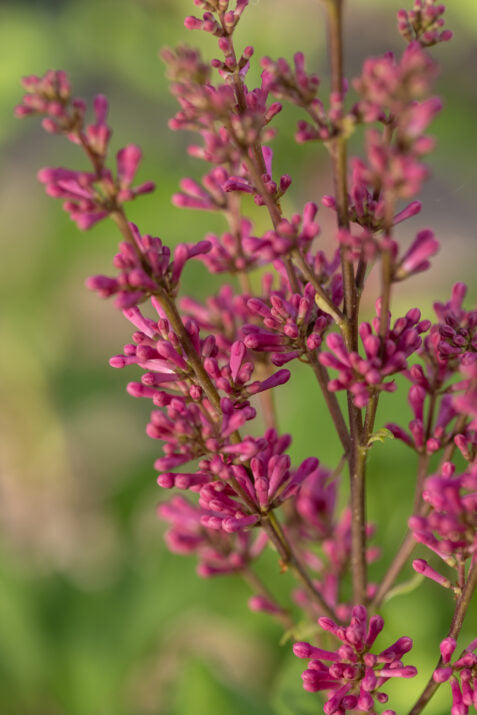 First Editions® Pinktini™ Bare Root Lilac Bush