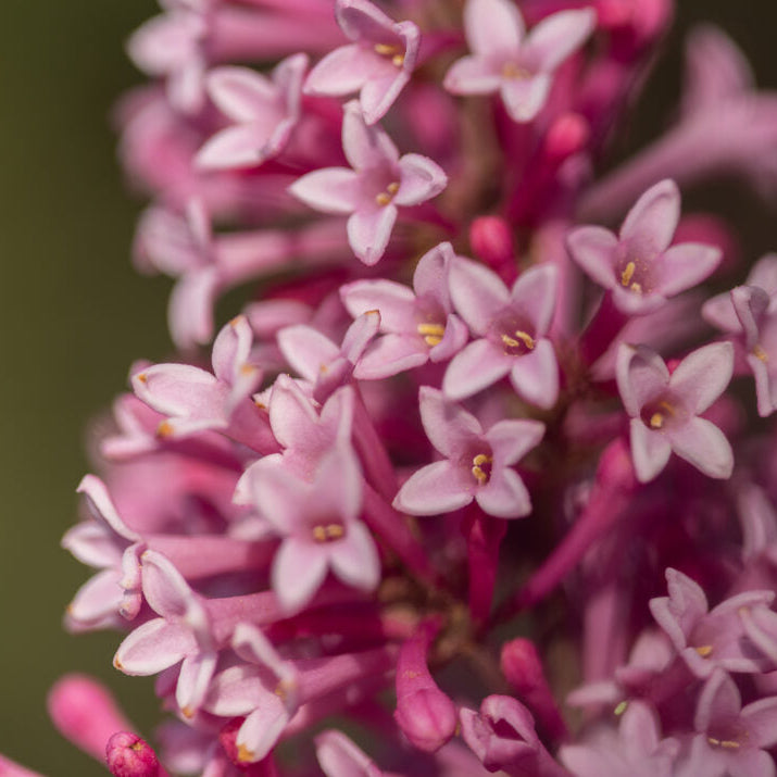 First Editions® Pinktini™ Bare Root Lilac Bush