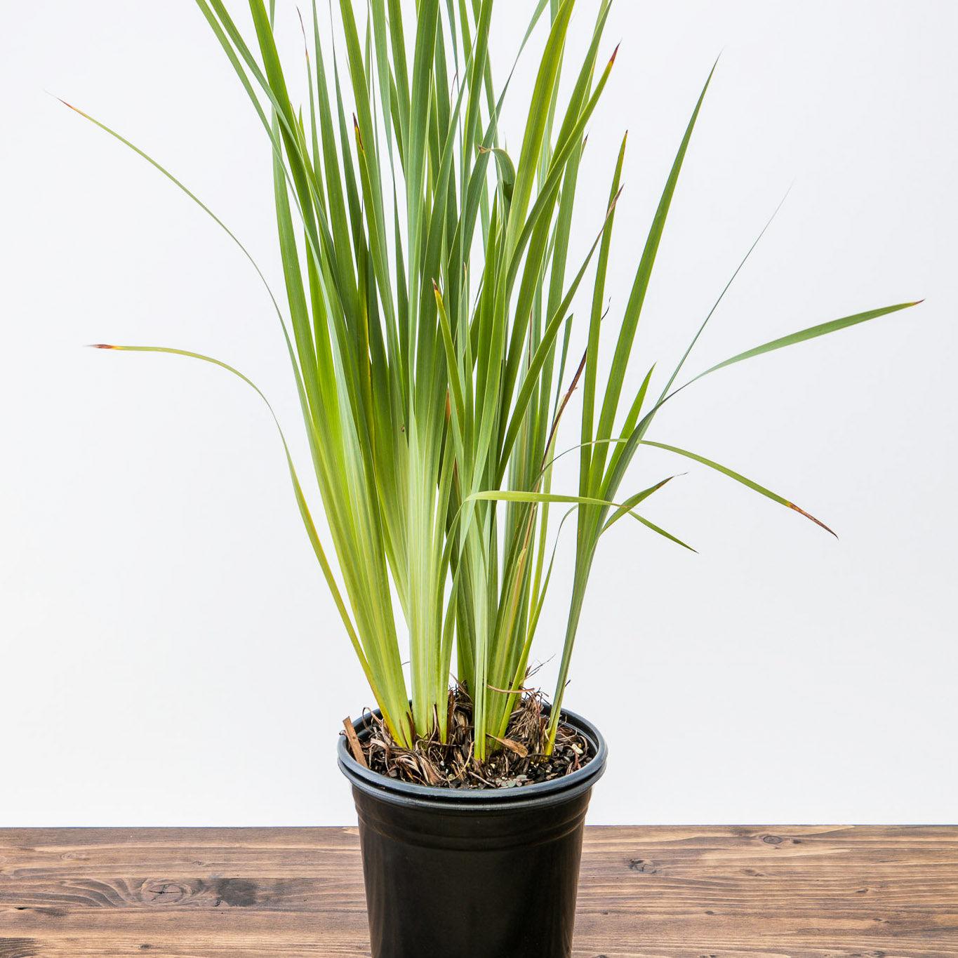 Iris Caesar's Brother Potted Siberian Iris