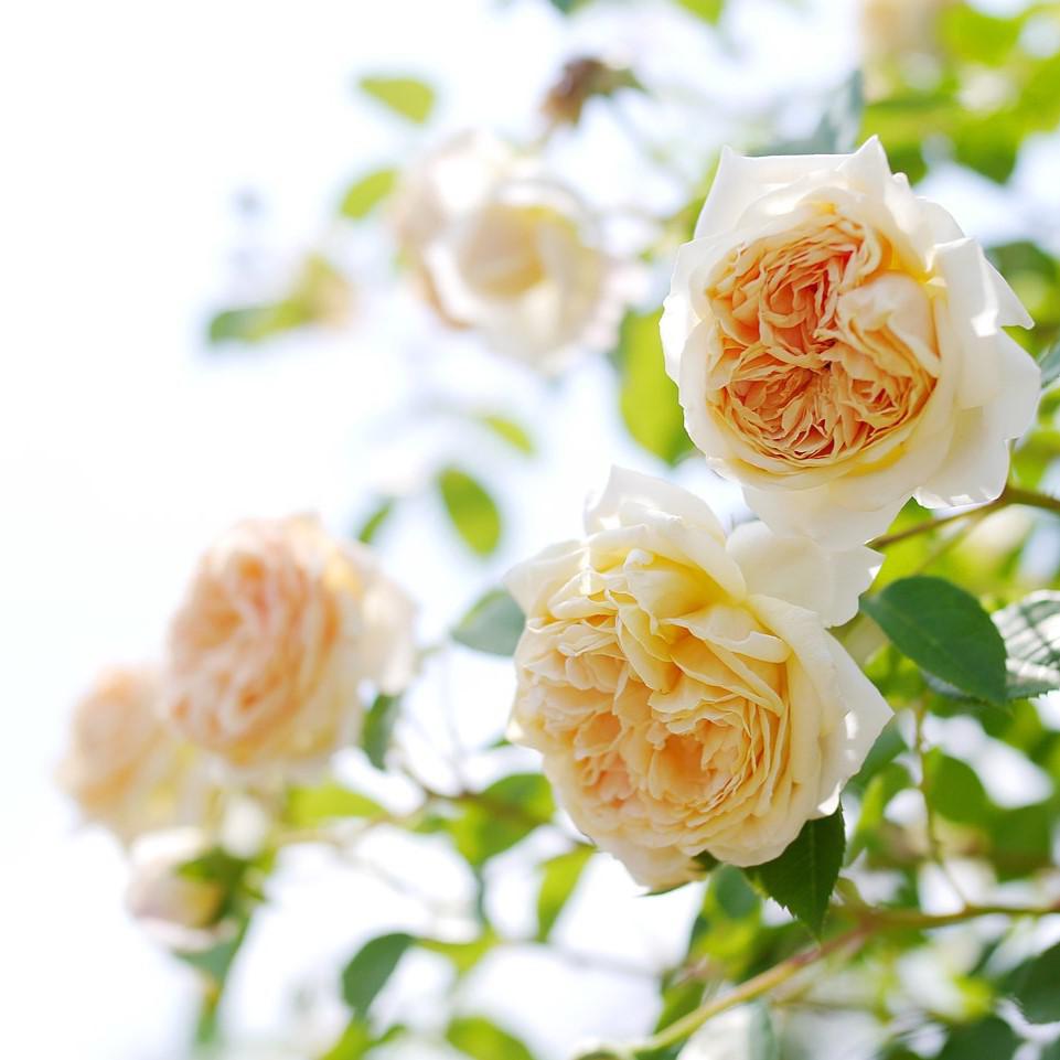 David Austin® Teasing Georgia® Potted Rose Plant