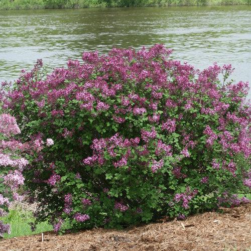 Lilac Bloomerang® Dark Purple Potted Lilac Bush