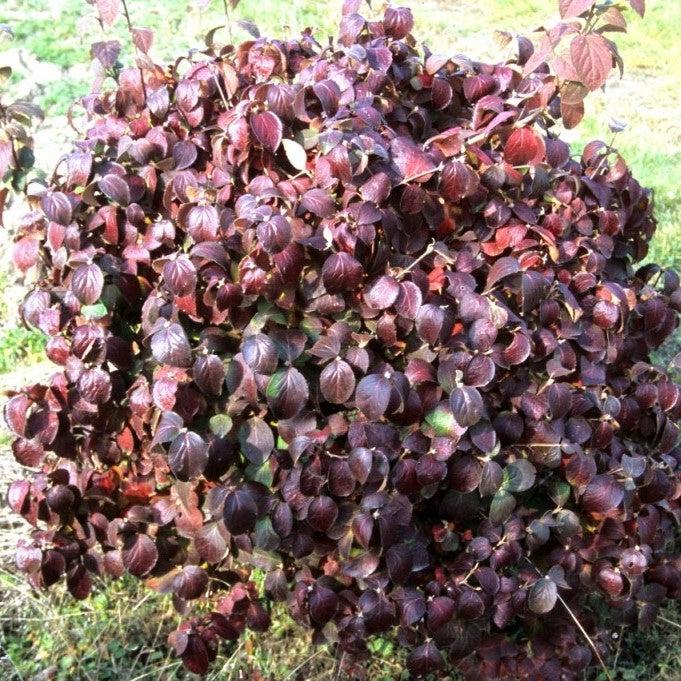 Viburnum carlesii  Spice Island™ Potted Korean Spice Viburnum Bush