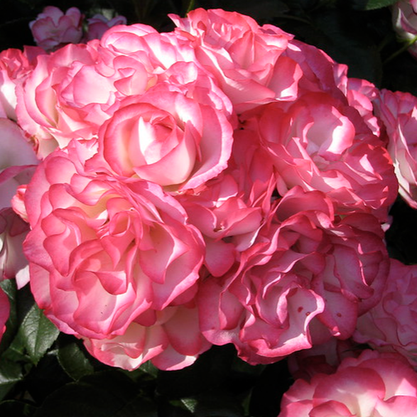 Tabris™ Bare Root Rose Bush