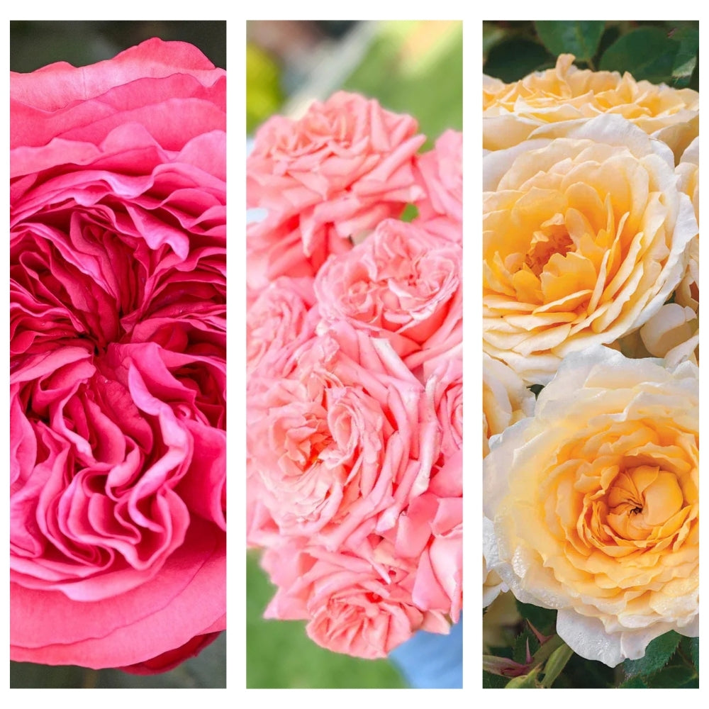 The Bennet Sisters® Garden Color Stories™ Bundle of 3 Bare Root Roses