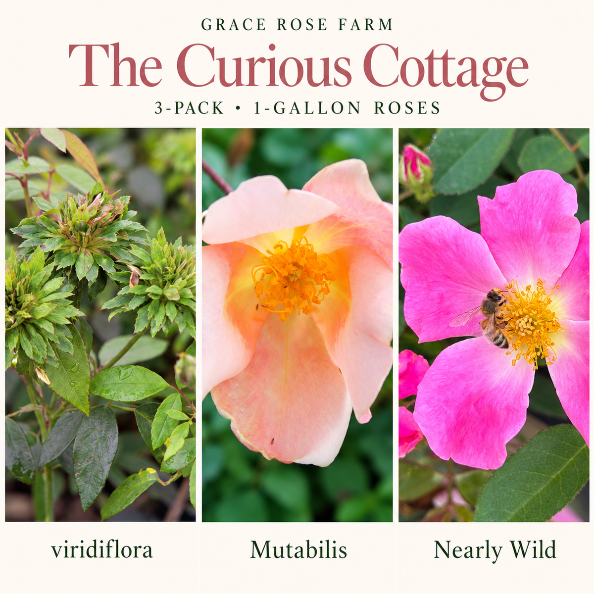 THE CURIOUS COTTAGE  3 Pack - The Green Rose, Mutabalis, Nearly Wild