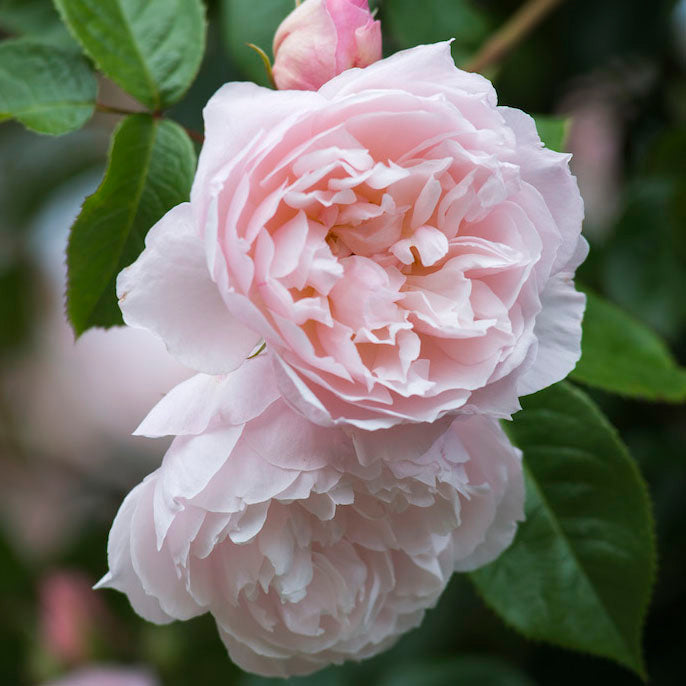 David Austin® The Generous Gardener® Potted Rose Bush
