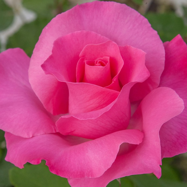 The McCartney Rose™   Bare Root Rose Bush
