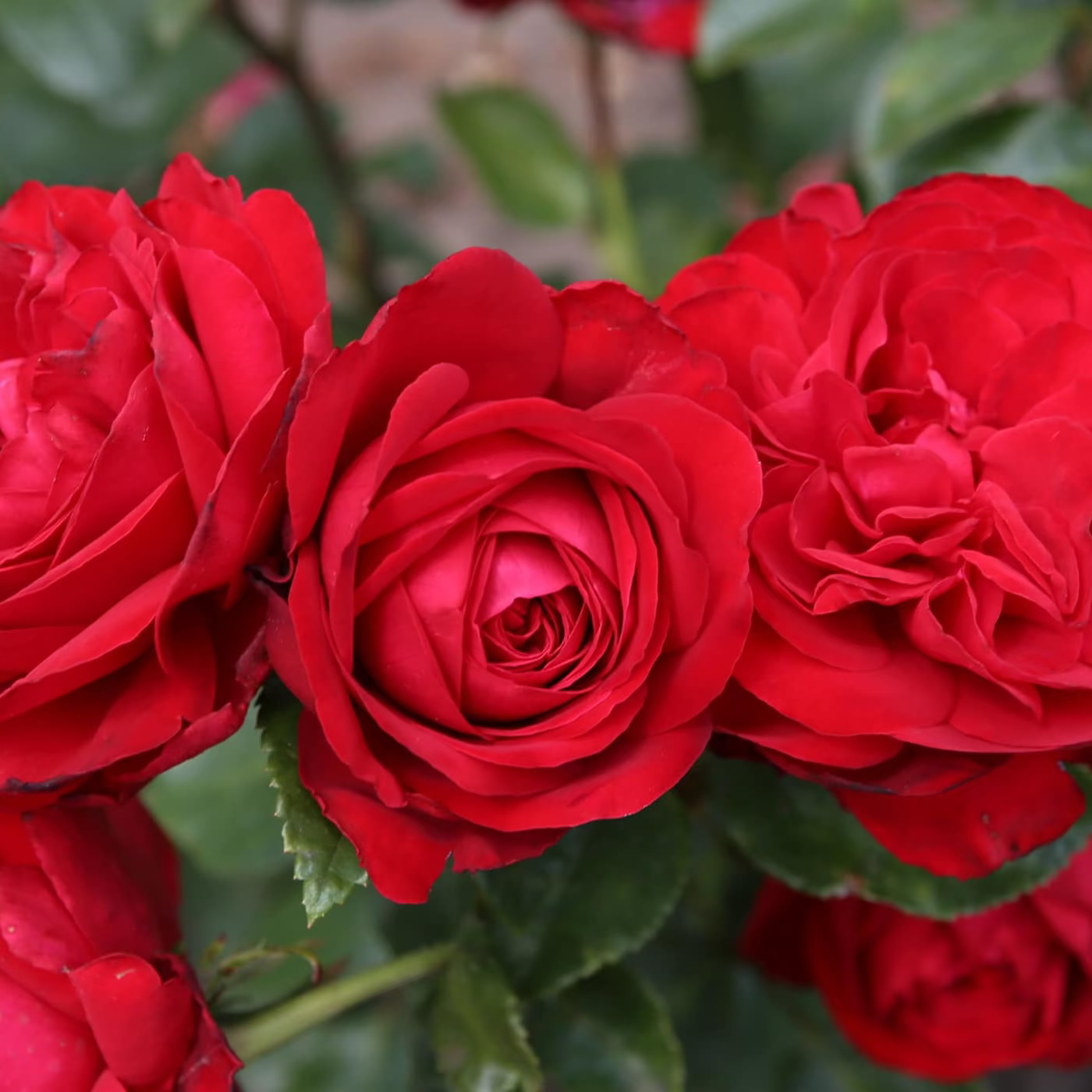 Tiamo™  Bare Root Rose Bush