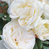 Top Cream™ Rose Bush