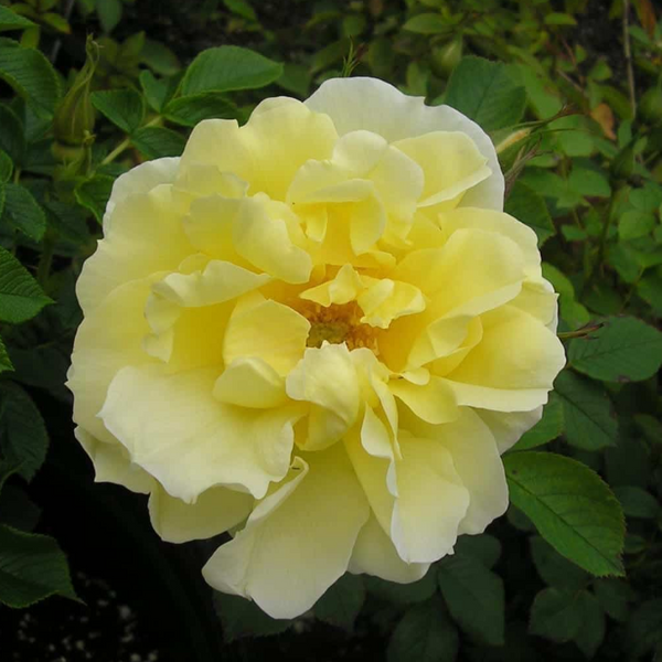 Topaz Jewel Potted Rose Bush