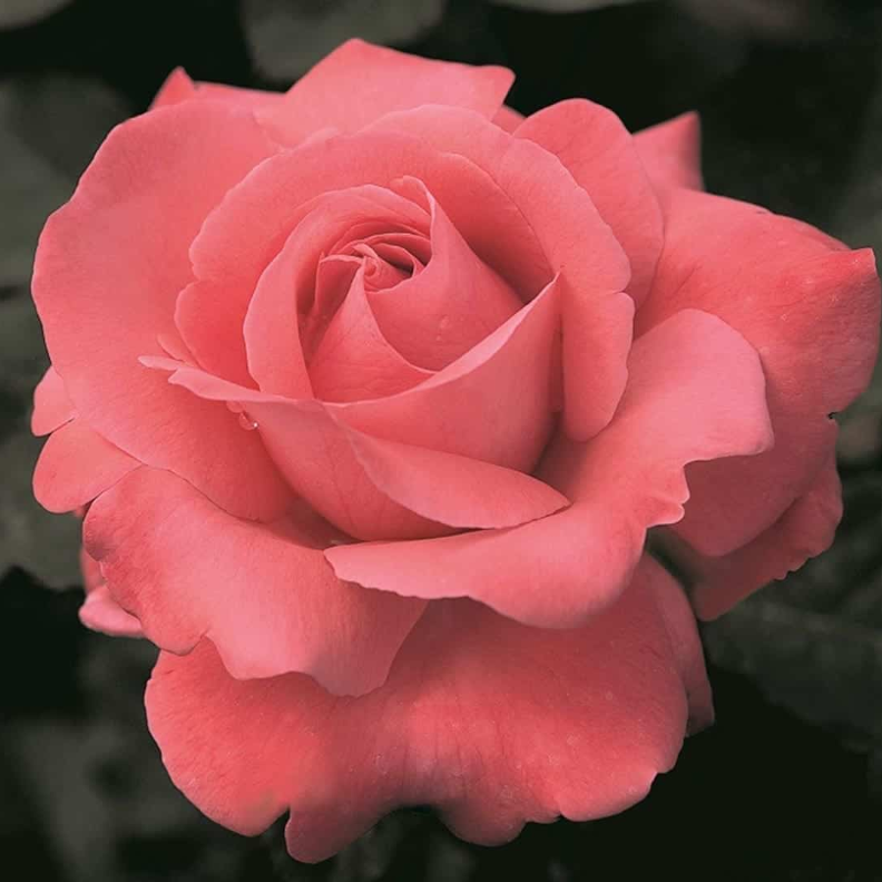 Touch of Class Potted Rose Bush