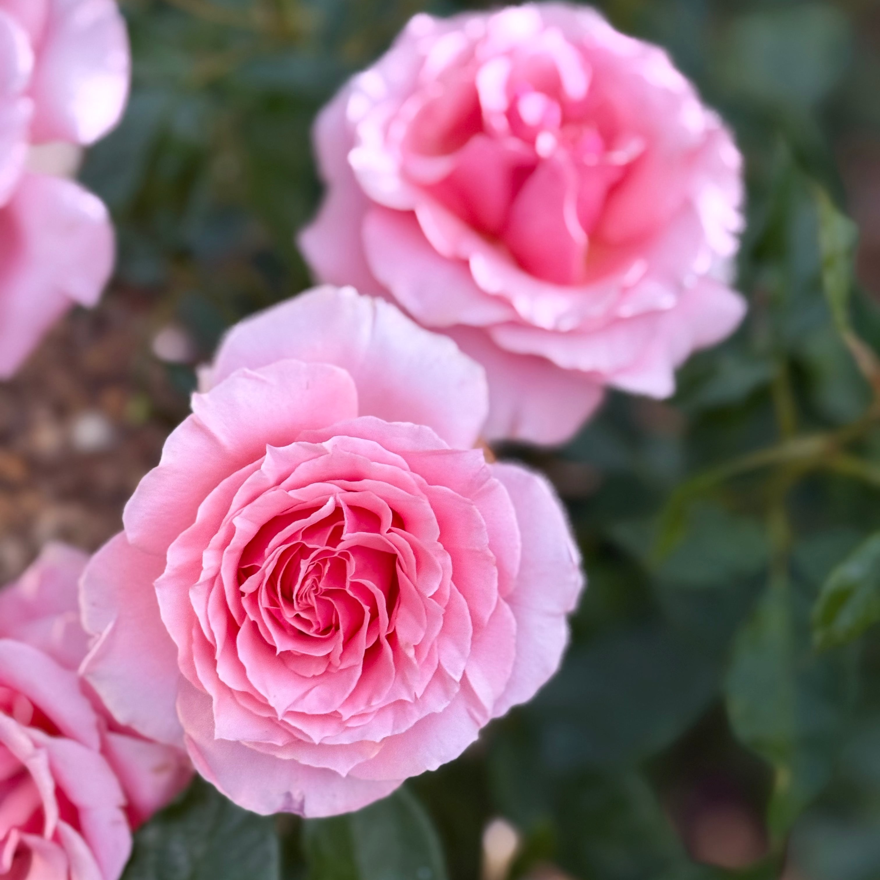 Tournament of Roses Potted Rose Bush