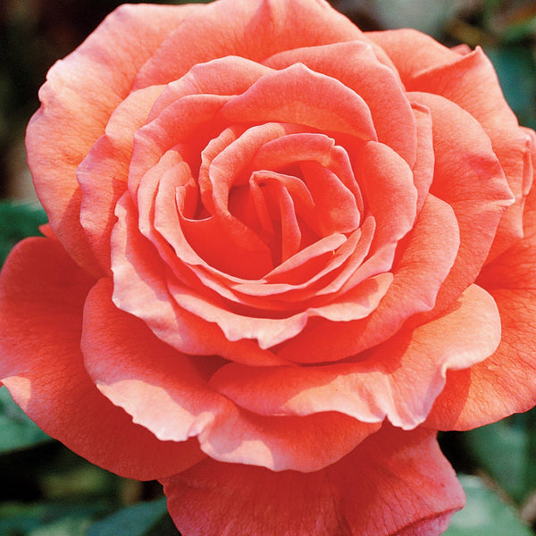 Close-up of a pink rose with green leaves in the background
