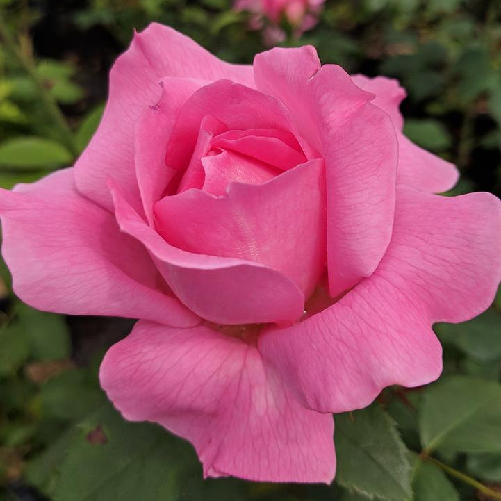 True Bloom Roses® True Inspiration™ Bare Root Rose Bush