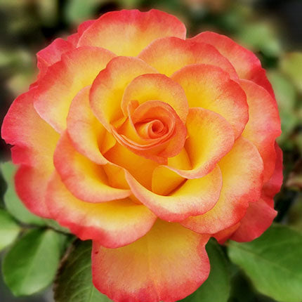 True Bloom Roses® True Sincerity™ Bare Root Rose Bush
