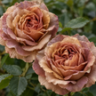 Earth Tones or Coral Roses