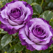 Lavender or Purple Roses