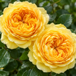 Golden or Honey Roses