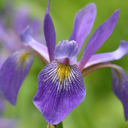 Iris 'Purple Flame' Potted  Blue Flag Iris Plant