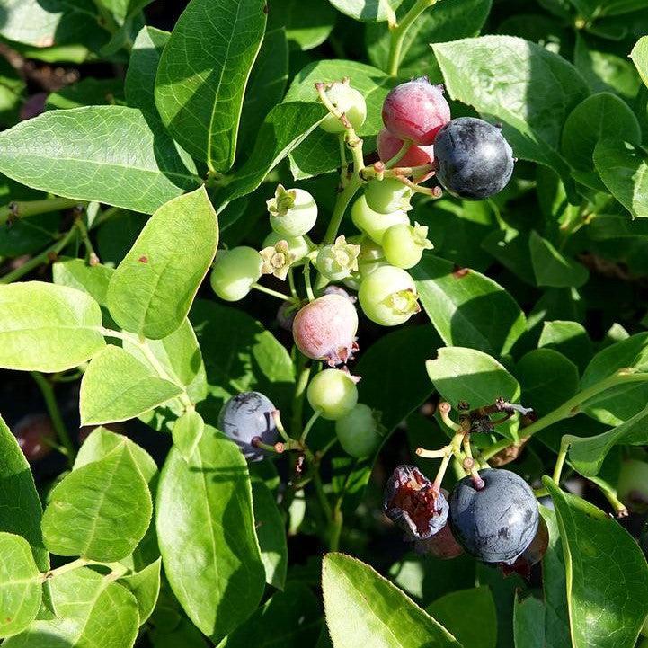Blueberry 'Polaris'  Highbush Potted Blueberry Plant