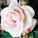 World War II Memorial Rose™ Rose Bush