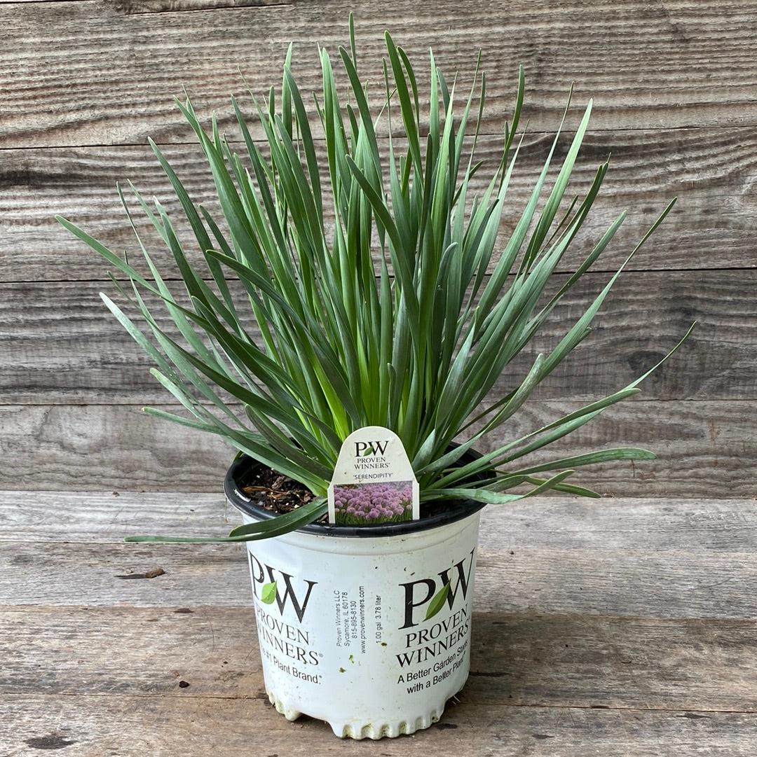 Allium Serendipity Potted Ornamental Onion Plant