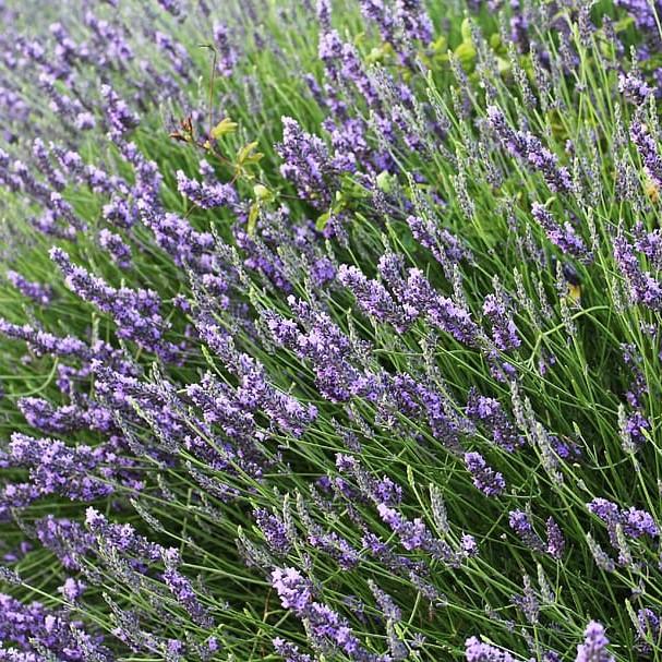 Lavender - Sweet Heterophylla