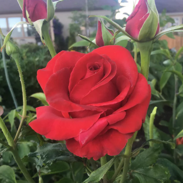 Veterans' Honor® Potted Rose Bush