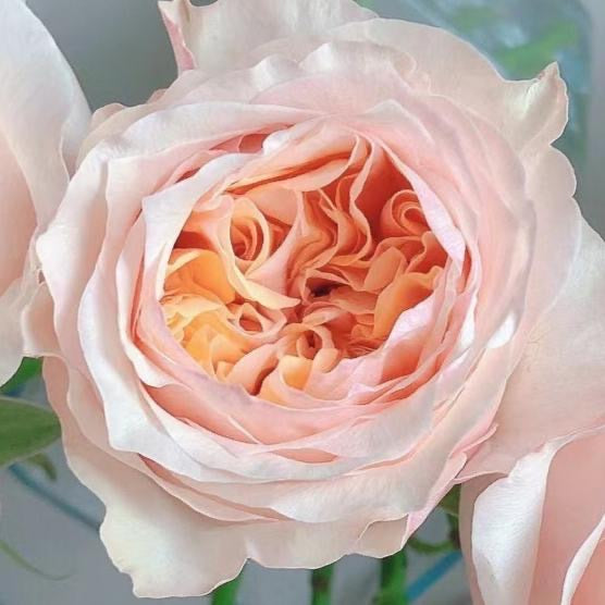 Victorian Peach Potted Rose Bush