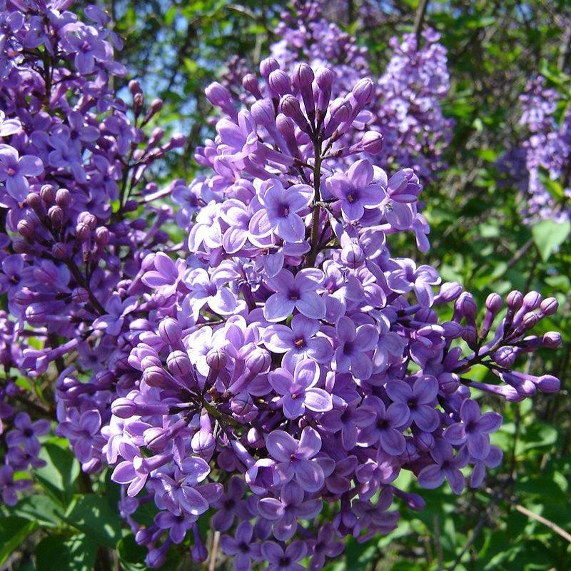 Lilac Potted Common Lilac Plant
