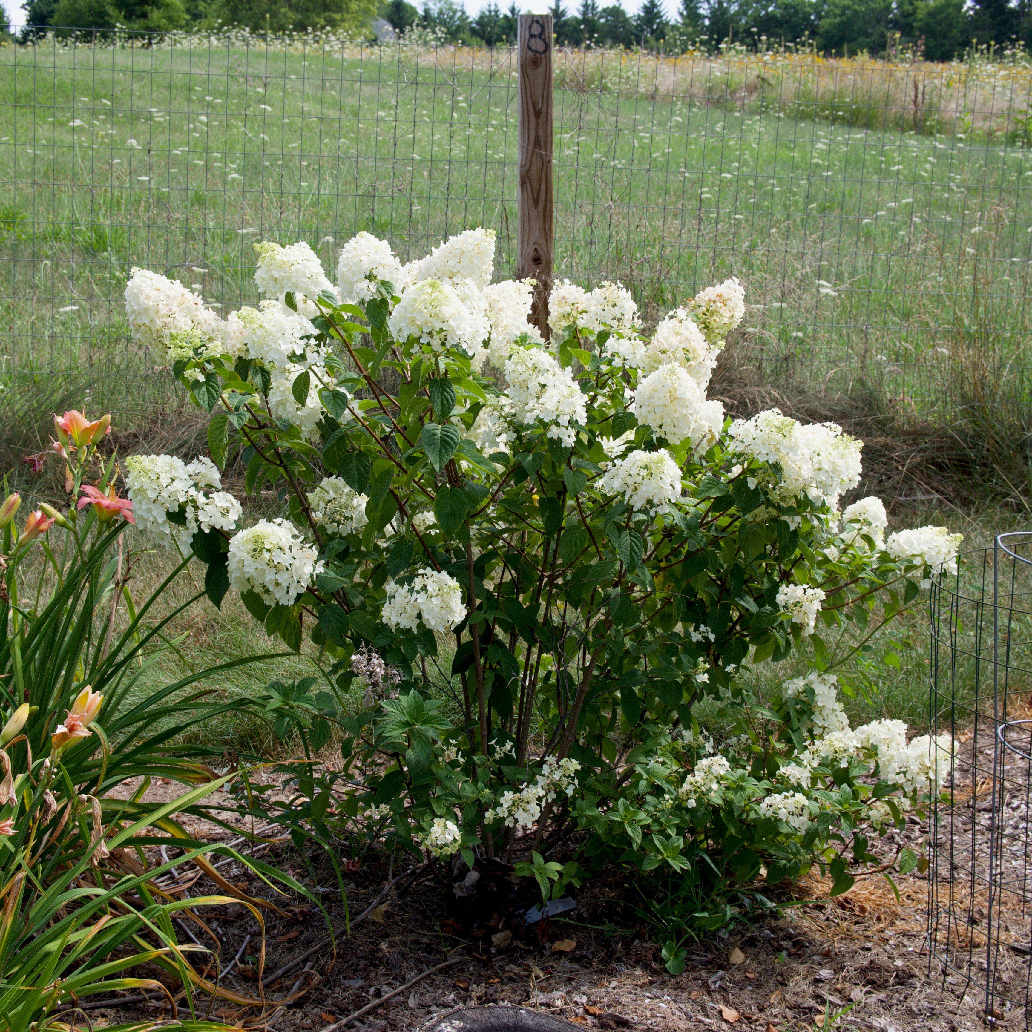 Hydrangea First Editions® Strawberry Sundae® Potted Hydrangea Plant