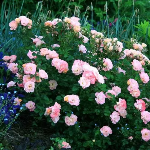 Peach Drift® Bare Root Tree Rose