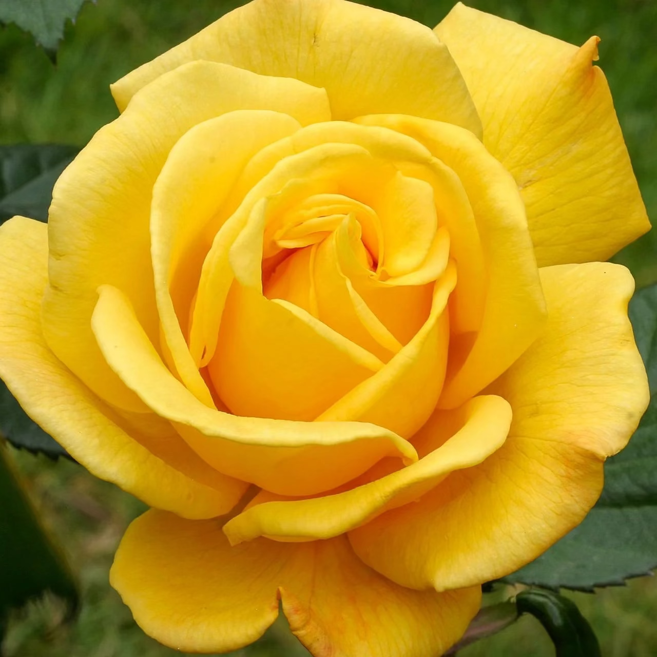 Radiant Perfume Potted Rose Bush