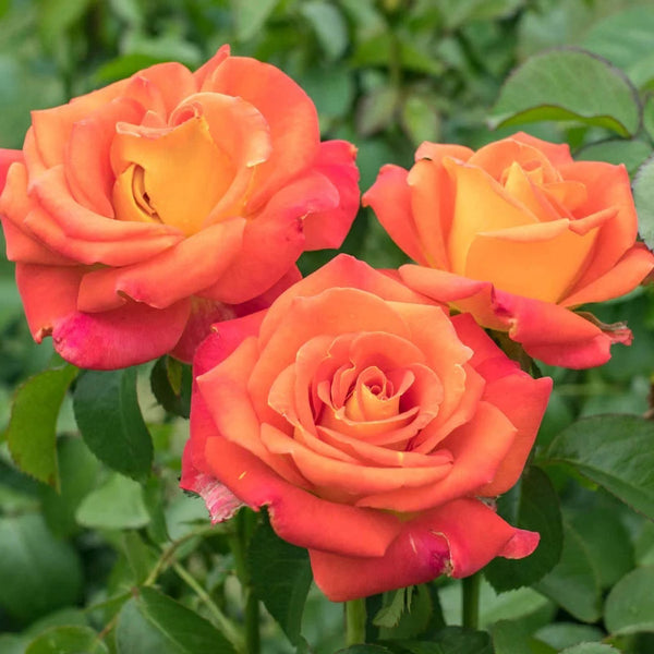 Burst of Joy™ Bare Root Tree Rose