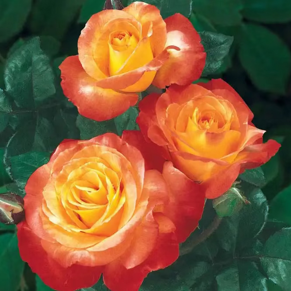 Chihuly® Bare Root Tree Rose