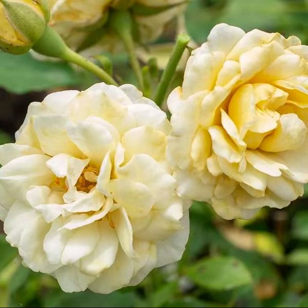 Buttercream Drift® Bare Root Rose Bush
