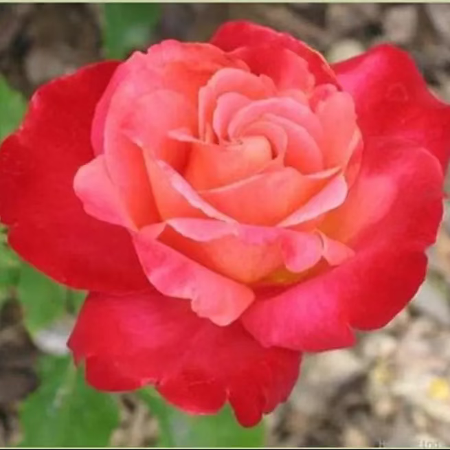 Mon Cheri™ Potted Rose Bush