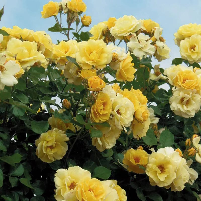 Sky's The Limit™ Potted Climbing Rose