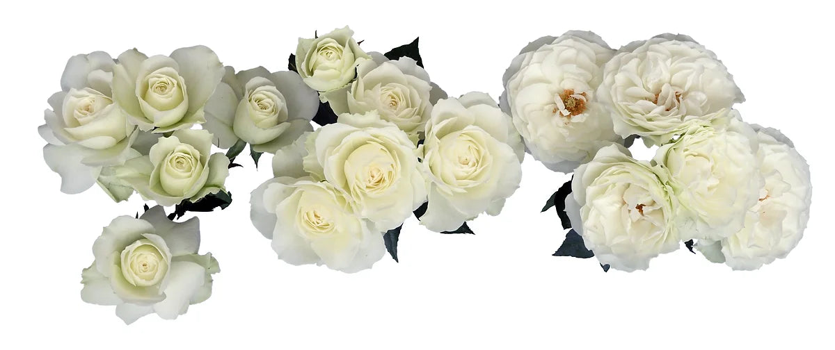 Blanche® Special Bouquet