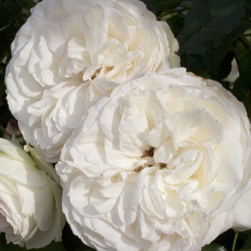 Eden Climber® White Rose Bush