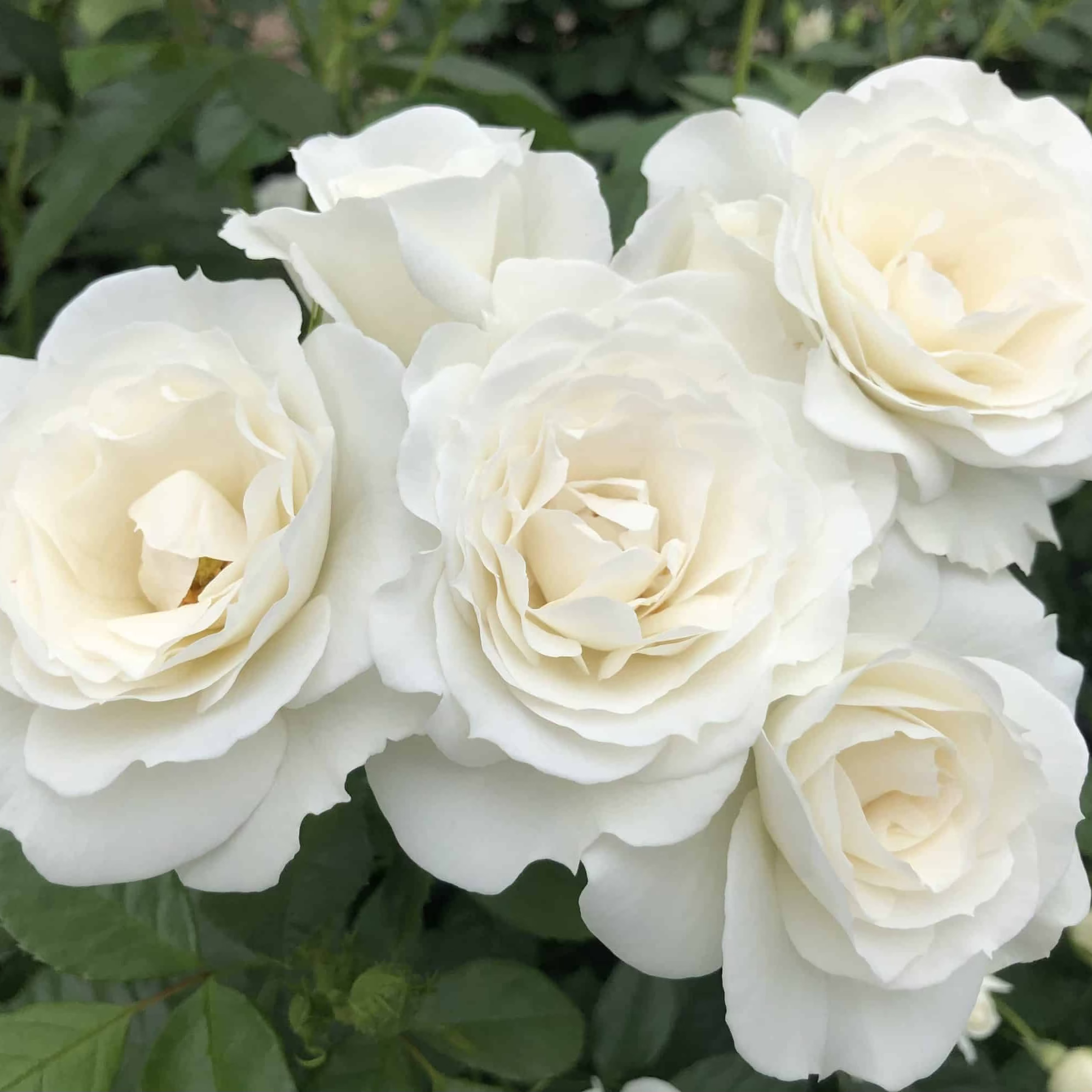 Veranda® White Potted Rose Bush