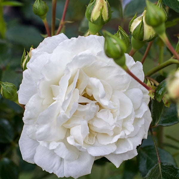 Close-up of a white rose with green leaves and buds in the background