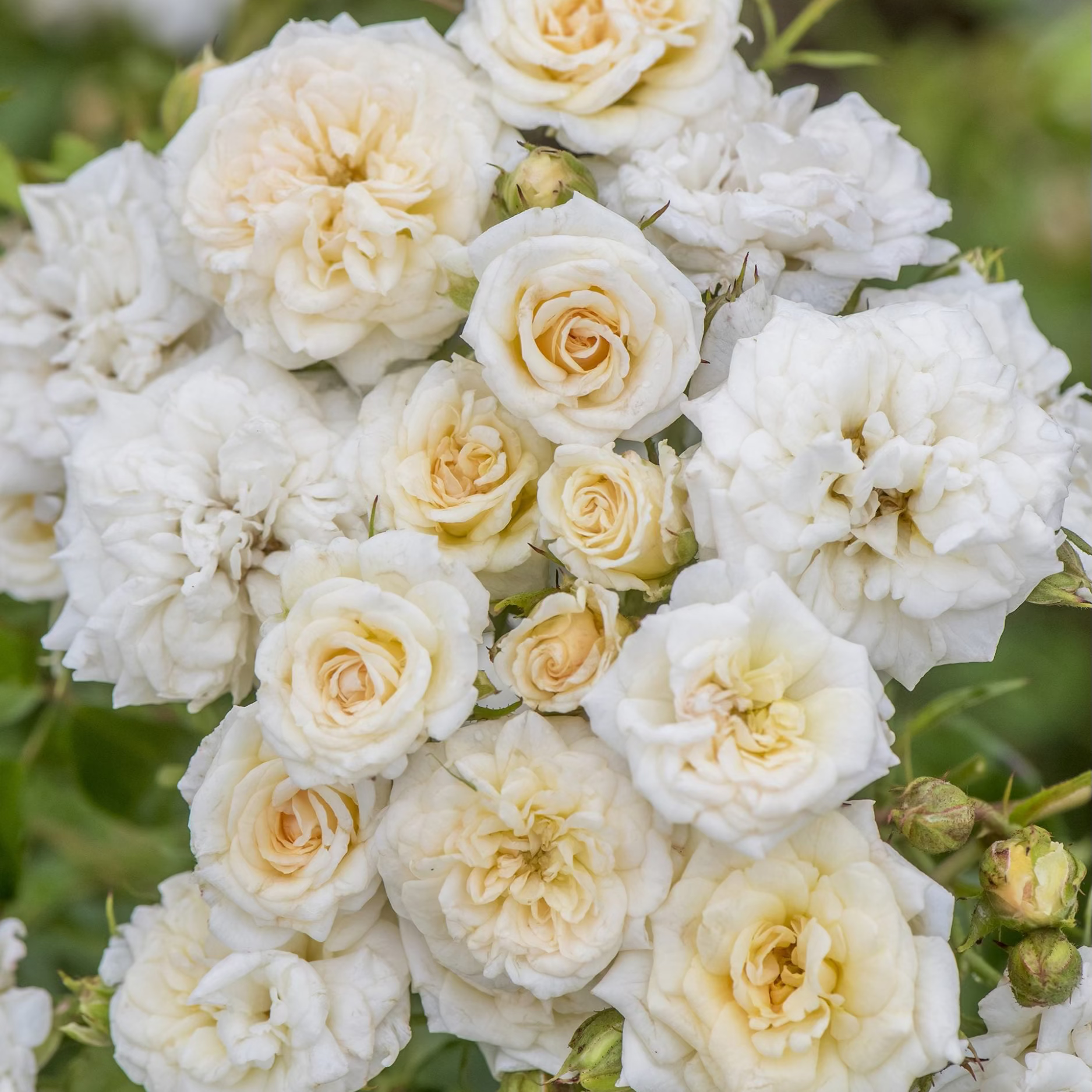 White Drift® Potted Rose Bush