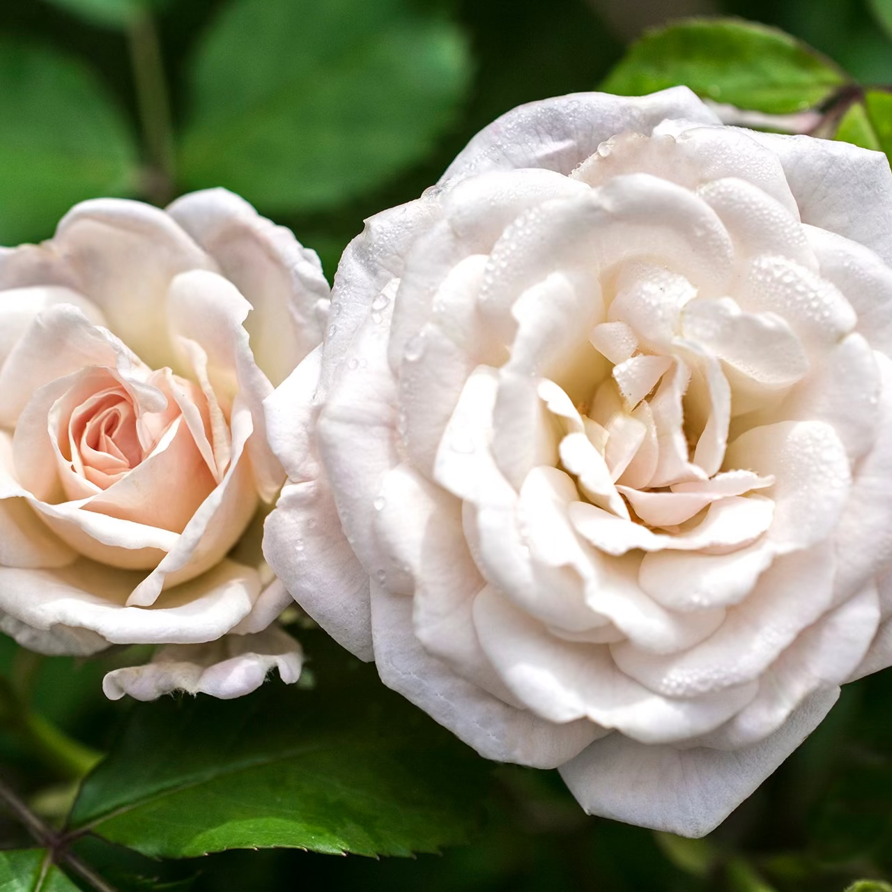White Drift® Bare Root Tree Rose