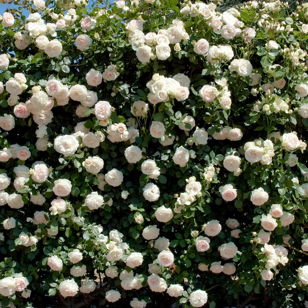Meidiland® White Potted Rose Bush