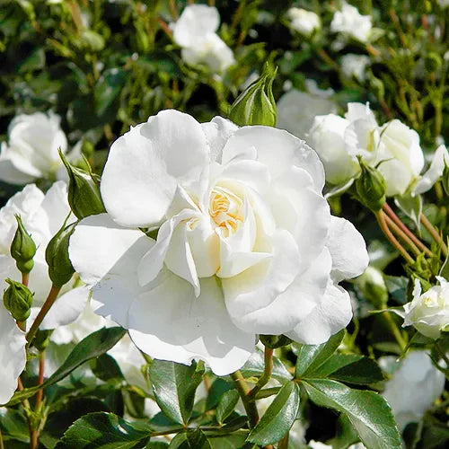 White Meidiland® Rose Bush
