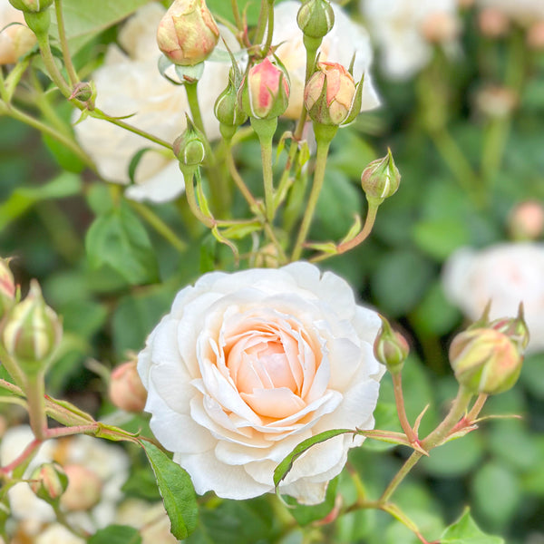 David Austin® Windermere Potted Rose Bush